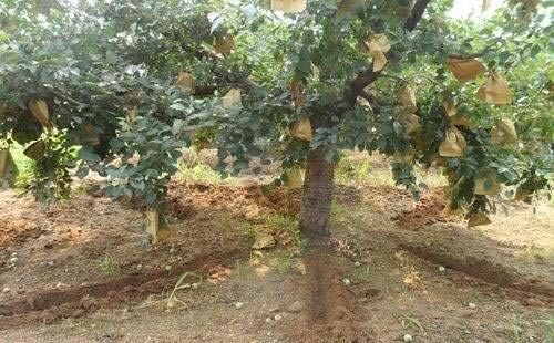 貴陽果樹種植基地