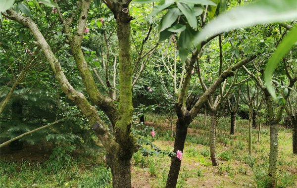 貴陽(yáng)楊梅苗培育基地